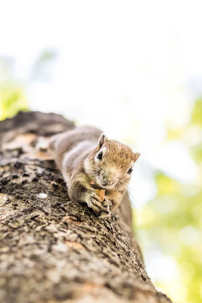 Eichhörnchen klammert sich an Nüsse und frisst sie — Stockfoto