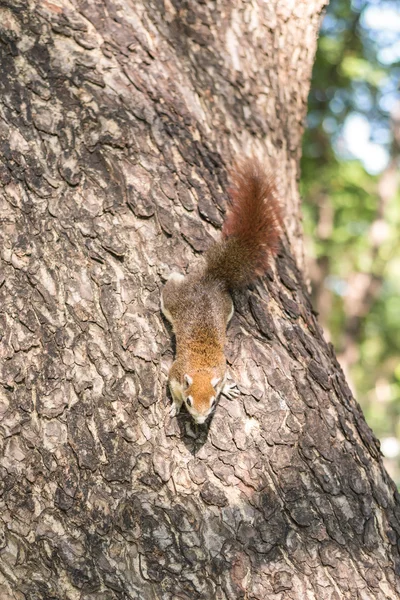 Eichhörnchen klammert sich an Baum — Stockfoto