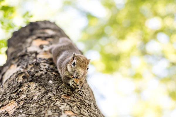 Esquilo agarrado e comendo nozes — Fotografia de Stock