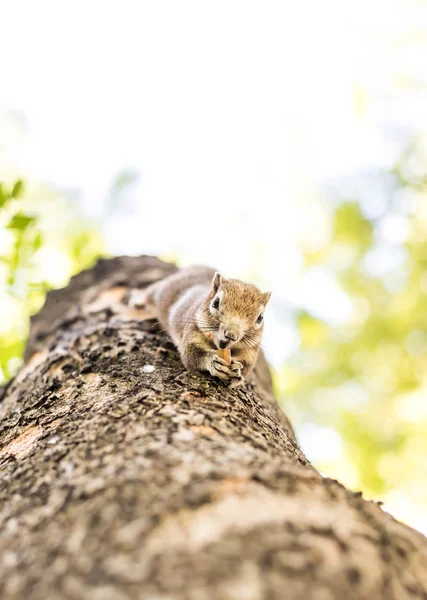 Squirrel clinging and eating nuts — Stock Photo, Image