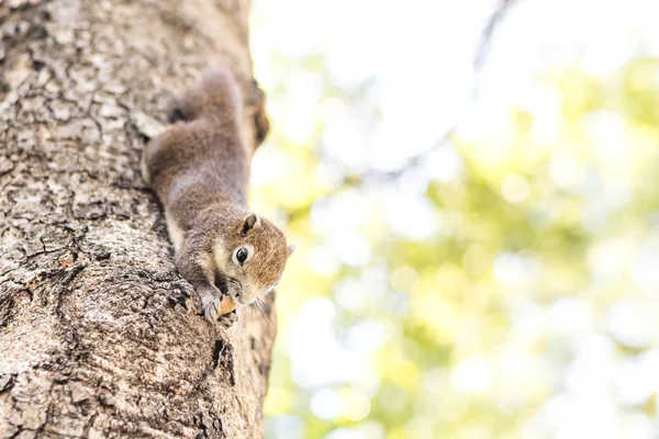 Squirrel clinging and eating nuts — Stock Photo, Image