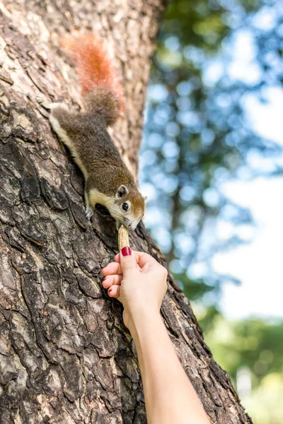Menina alimentando esquilo — Fotografia de Stock