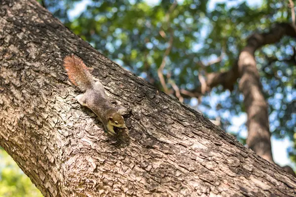 Eichhörnchen klammert sich an Baum Stockbild