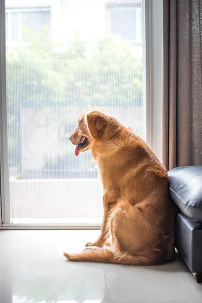 Golden retriever perro —  Fotos de Stock