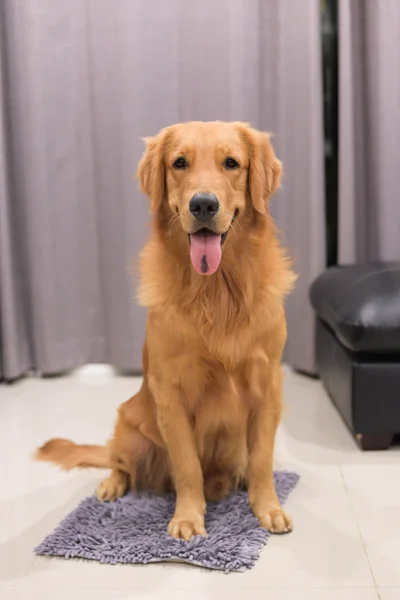 Un retrato de un lindo Golden Retriever —  Fotos de Stock