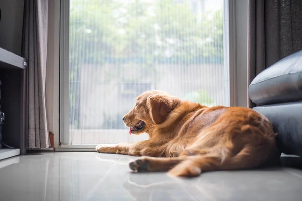 Golden retriever perro Fotos de stock libres de derechos