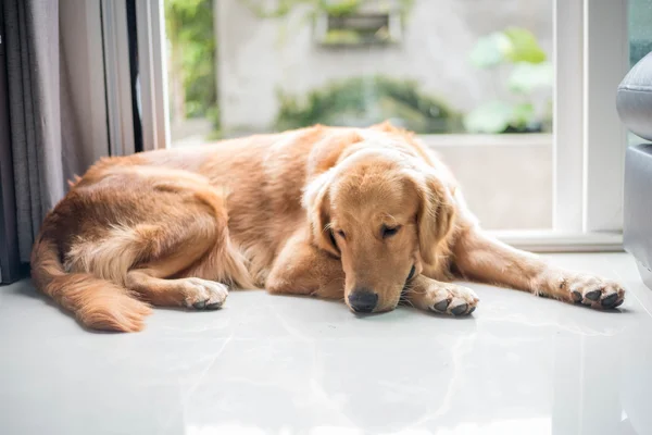 Golden retriever hund Stock-billede