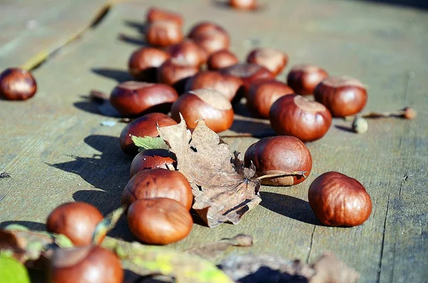 Castanhas — Fotografia de Stock