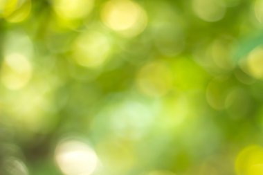 Odaklanmamış ışıklarla yeşil bokeh arkaplanı