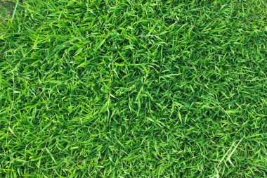 Yumuşak odaklı yeşil çimenler, güneş ışığı alan alan doğa arka planından. Paskalya arkaplanı.