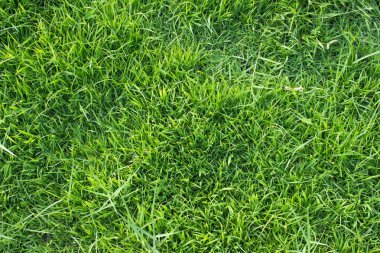 Yumuşak odaklı yeşil çimenler, güneş ışığı alan alan doğa arka planından. Paskalya arkaplanı.