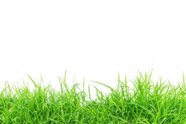 Beyaz arkaplanda yeşil çimen