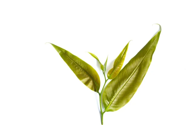 Green Leaves Plant Isolated White Background — Stock Photo, Image