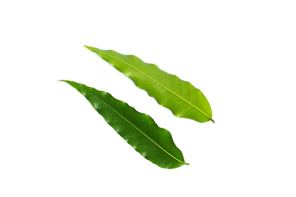 Close Green Leaf Isolated White Background — 스톡 사진