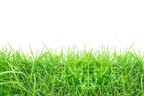 Fresca hierba verde primavera aislado sobre fondo blanco — Foto de Stock