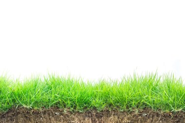 Taze bahar yeşili çimenler beyaz arkaplanda izole
