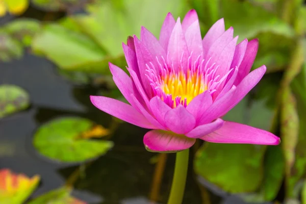 Lotus, Pink Lotus.Lotus on the water\'s surface.