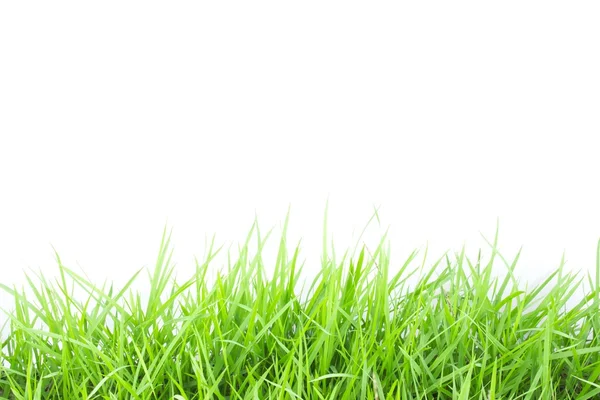 Fresca hierba verde primavera aislado sobre fondo blanco — Foto de Stock