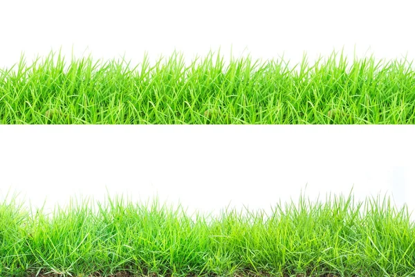 Frischer Frühling grünes Gras isoliert auf weißem Hintergrund — Stockfoto