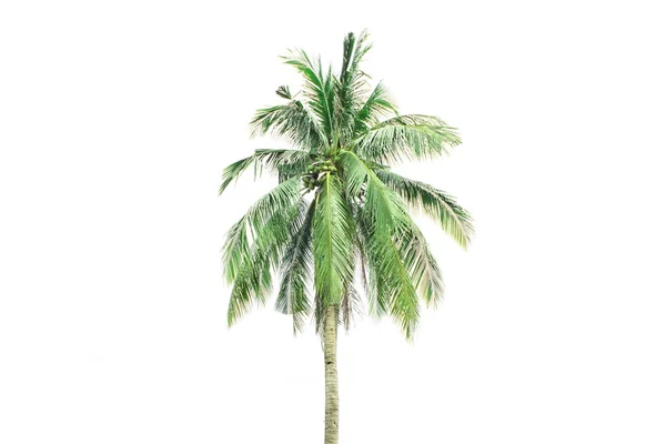 Palmera Aislada Sobre Fondo Blanco —  Fotos de Stock