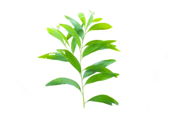 Grüne Blätter Flora Und Botanik — Stockfoto