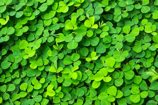 Natural Background Beautiful Green Leaves Floor — Photo