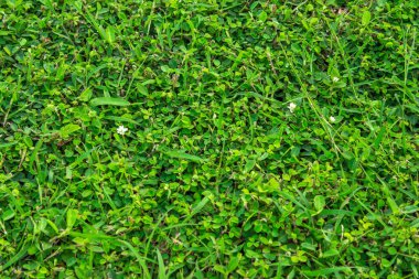 Yumuşak odaklı yeşil çimenler, güneş ışığı alan alan doğa arka planından. Paskalya arkaplanı.