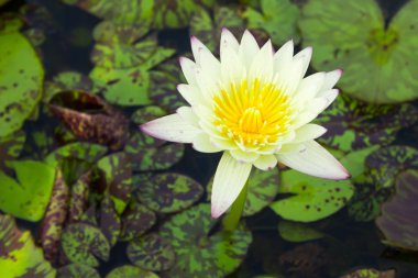  Nilüfer, Beyaz Nilüfer. Su yüzeyinde lotus..