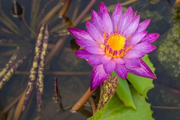 Lotus, Pink Lotus.Lotus on the water\'s surface.