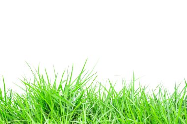 Beyaz arkaplanda yeşil çimen izole