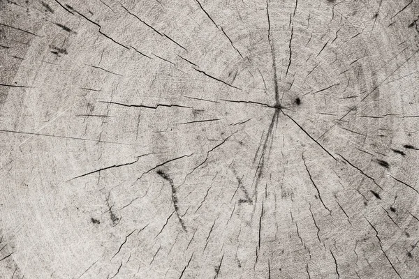 Wood Texture Background Abstract Tree Stump — Zdjęcie stockowe