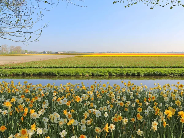 Champs Couverts Fleurs Colorées Jour Printemps Aux Pays Bas — Photo