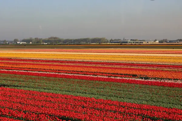Champs Couverts Fleurs Colorées Jour Printemps Aux Pays Bas — Photo