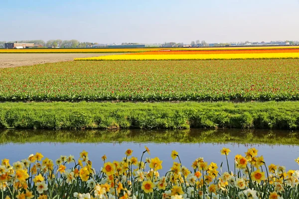 Champs Couverts Fleurs Colorées Jour Printemps Aux Pays Bas — Photo