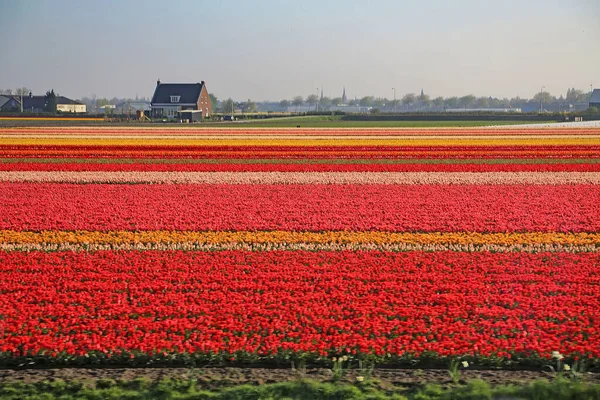 Поля Вкриті Барвистими Квітами Весняний День Нідерландах — стокове фото