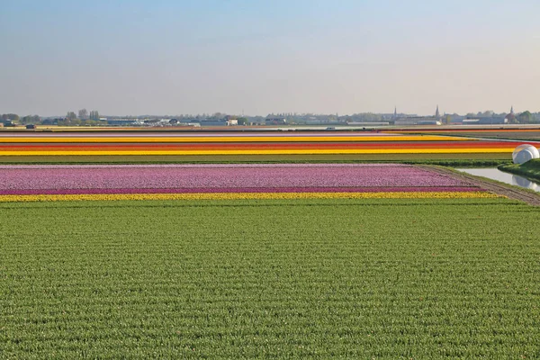 Champs Couverts Fleurs Colorées Jour Printemps Aux Pays Bas — Photo