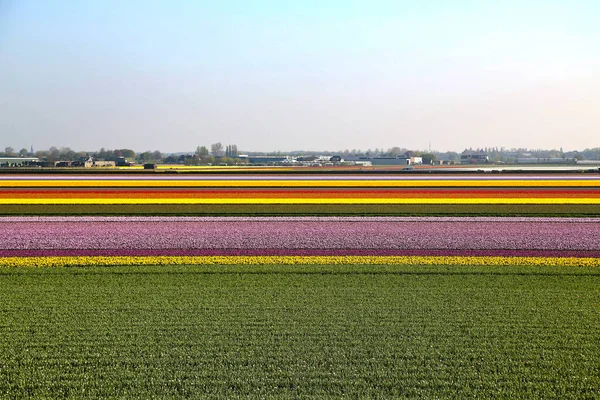 Champs Couverts Fleurs Colorées Jour Printemps Aux Pays Bas — Photo