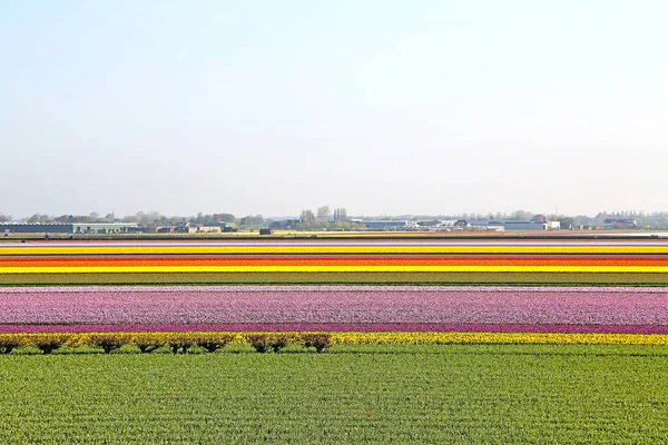 Champs Couverts Fleurs Colorées Jour Printemps Aux Pays Bas — Photo