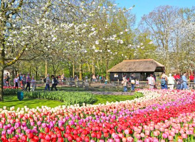 Lisse, Hollanda - 21 Nisan 2018: Keukenhof bahçeleri ve güzel çiçek yatakları.