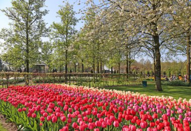 Lisse, Hollanda - 21 Nisan 2018: Keukenhof bahçeleri ve güzel çiçek yatakları.