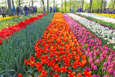Lisse, Hollanda - 21 Nisan 2018: Keukenhof bahçeleri ve güzel çiçek yatakları.