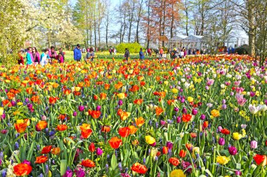 Lisse, Hollanda - 21 Nisan 2018: Keukenhof bahçeleri ve güzel çiçek yatakları.