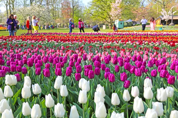 Lisse Nederländerna April 2018 Keukenhof Trädgårdar Med Vackra Rabatter — Stockfoto