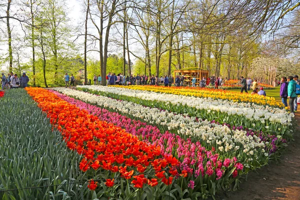 Lisse, Hollanda - 21 Nisan 2018: Keukenhof bahçeleri ve güzel çiçek yatakları.
