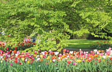 Lisse, Hollanda - 21 Nisan 2018: Keukenhof bahçeleri ve güzel çiçek yatakları.