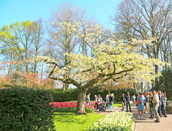 Lisse Netherlands April 2018 Keukenhof Gardens Beautiful Flower Beds — 图库照片