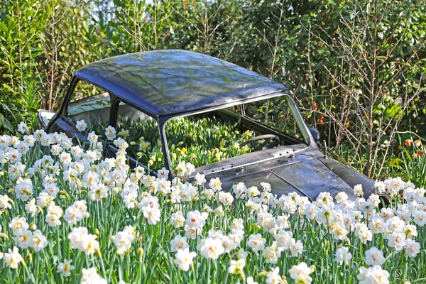 Lisse Netherlands April 2018 Keukenhof Gardens Beautiful Flower Beds — Stock Photo, Image