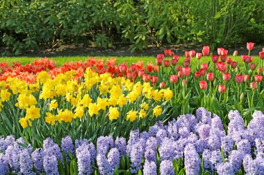 Lisse, Hollanda - 21 Nisan 2018: Keukenhof bahçeleri, çiçek desenli pavyon