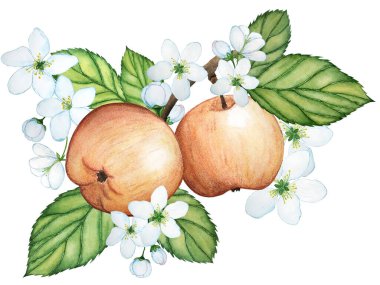 Çiçek açan elma ağacı. Elmalar dalda, çiçekler ve yapraklarla