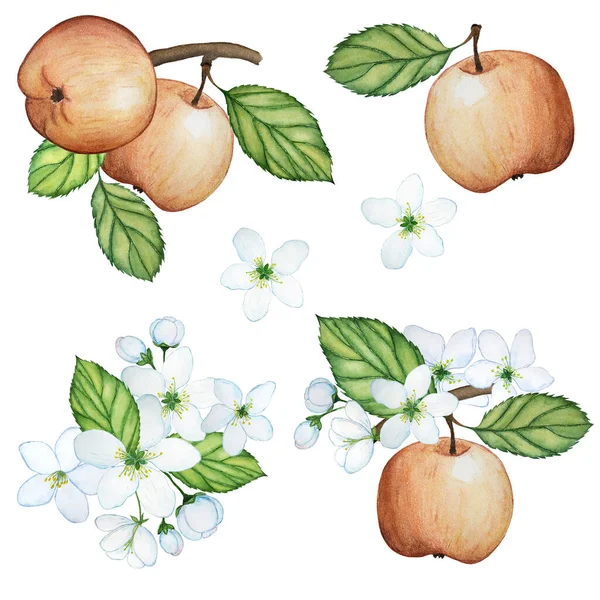 Appelbloemen Appels Een Tak Aquarelset Van Vier Elementen — Stockfoto